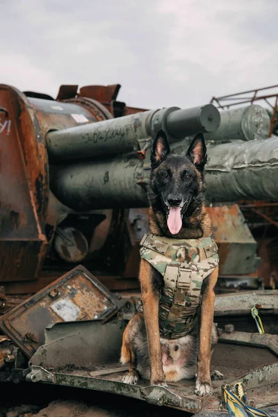 Malinois Dog Coletes Prova Bala Cão Trabalho Guarda Cães Polícia — Fotografia de Stock
