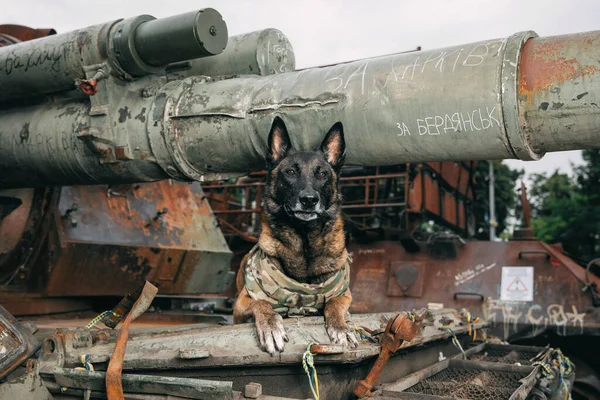Kurşun Geçirmez Yelekli Malinois Dog Çalışan Köpek Köpek Bekçisi Polis — Stok fotoğraf