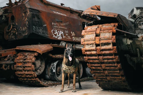Kurşun geçirmez yelekli Malinois Dog. Çalışan köpek. Köpek bekçisi. Polis ve asker köpeği..