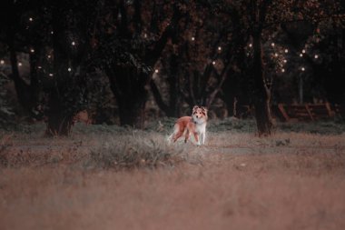 Sheltie Dog Yürüyüşe Çıktı: Serene Canine in Nature