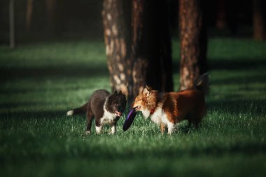 Köpekler dışarıda oynarken birlikte eğleniyorlar.