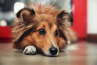Mutfaktaki Shetland Çoban Köpeği (Sheltie) köpeği yemek için can atıyor. Sevilen bir evcil hayvanla iç açıcı bir ev sahnesi. Mutfakta Shetland Çoban Köpeği (Sheltie) köpeği var.