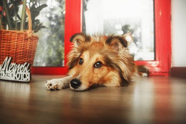 Mutfaktaki Shetland Çoban Köpeği (Sheltie) köpeği yemek için can atıyor. Sevilen bir evcil hayvanla iç açıcı bir ev sahnesi. Mutfakta Shetland Çoban Köpeği (Sheltie) köpeği var.