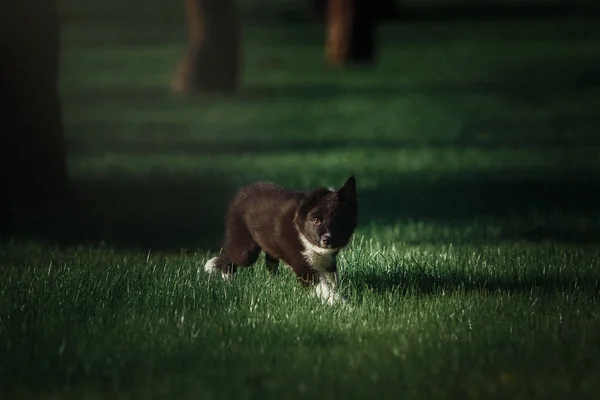 Giocoso Border Collie Puppy Esplorare Grandi Esterni Con Entusiasmo Curiosità — Foto Stock
