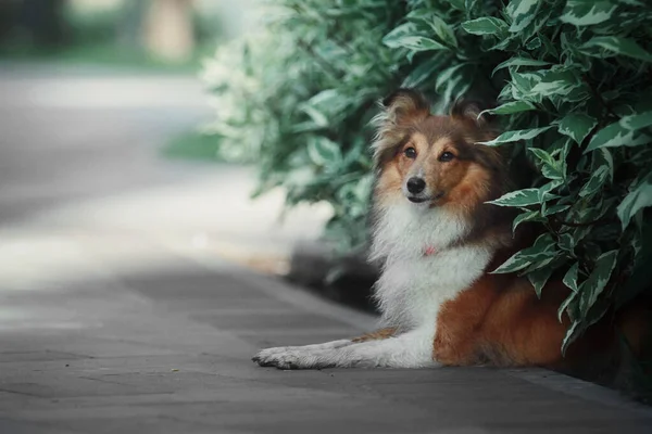 Sheltie Dog Walk Serene Canine Nature — Stock Photo, Image