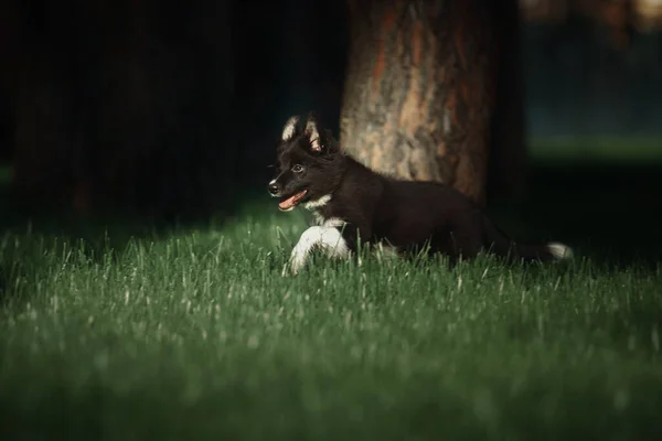 Speelse Grens Collie Puppy Verkennen Van Buitenlucht Met Enthousiasme Nieuwsgierigheid — Stockfoto