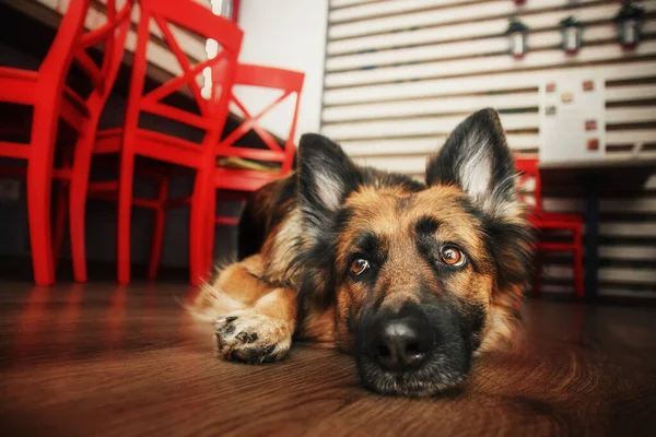 Schäferhund Auf Küchenboden Bettelt Futter Das Leben Hause Mit Einem — Stockfoto