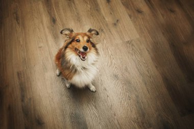 Mutfaktaki Shetland Çoban Köpeği (Sheltie) köpeği yemek için can atıyor. Sevilen bir evcil hayvanla iç açıcı bir ev sahnesi. Mutfakta Shetland Çoban Köpeği (Sheltie) köpeği var.