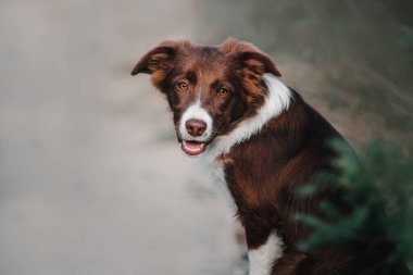 Neşeli Sınır Köpeği Collie Büyük Açık Alanı Heves ve Merakla Keşfediyor