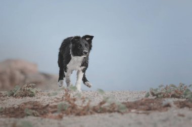 Neşeli Sınır Köpeği Collie Büyük Açık Alanı Heves ve Merakla Keşfediyor