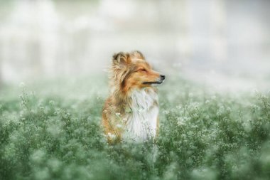 Sheltie Dog Yürüyüşe Çıktı: Serene Canine in Nature