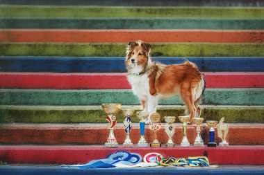 Sheltie Dog Yürüyüşe Çıktı: Serene Canine in Nature
