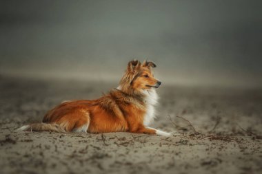 Sheltie Dog Yürüyüşe Çıktı: Serene Canine in Nature