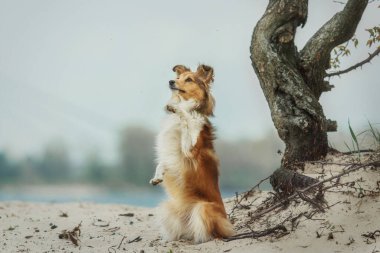 Sheltie Dog Yürüyüşe Çıktı: Serene Canine in Nature