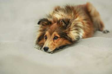 Sheltie Dog Yürüyüşe Çıktı: Serene Canine in Nature