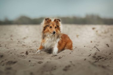 Sheltie Dog Yürüyüşe Çıktı: Serene Canine in Nature