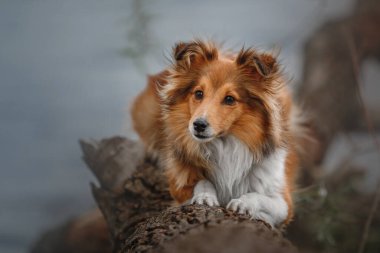Sheltie Dog Yürüyüşe Çıktı: Serene Canine in Nature