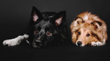 İki güzel köpek Collie ve Sheltie çarpıcı bir siyah arka plana karşı poz veriyorlar.