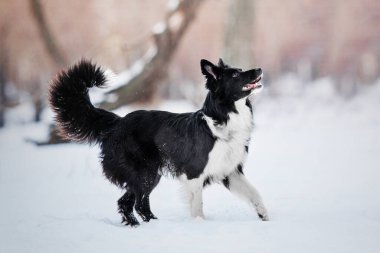 Sınır Köpeği Uçan Disk Yakalıyor: Köpek Sporcularla Spor ve Eğitim