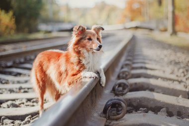 Sheltie Dog Yürüyüşe Çıktı: Serene Canine in Nature