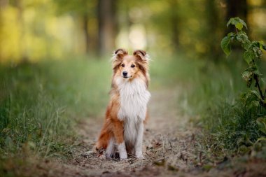 Sheltie Dog Yürüyüşe Çıktı: Serene Canine in Nature