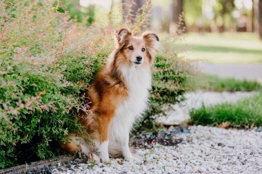 Sheltie Dog Yürüyüşe Çıktı: Serene Canine in Nature