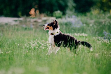 Sheltie Dog Yürüyüşe Çıktı: Serene Canine in Nature