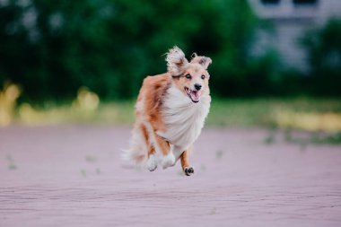 Sheltie Dog Yürüyüşe Çıktı: Serene Canine in Nature