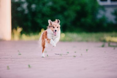 Sheltie Dog Yürüyüşe Çıktı: Serene Canine in Nature