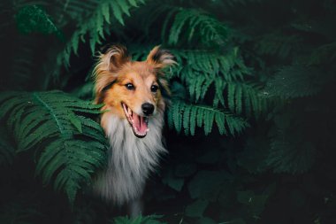 Sheltie Dog Yürüyüşe Çıktı: Serene Canine in Nature