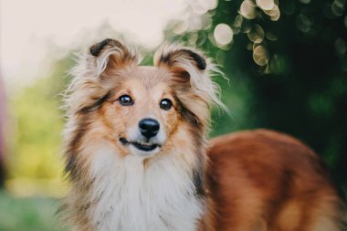 Sheltie Dog Yürüyüşe Çıktı: Serene Canine in Nature