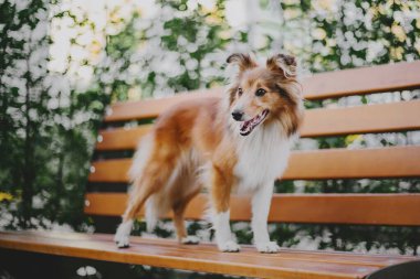 Sheltie Dog Yürüyüşe Çıktı: Serene Canine in Nature