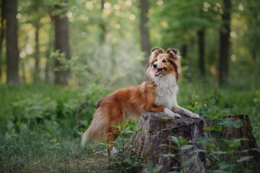 Sheltie Dog Yürüyüşe Çıktı: Serene Canine in Nature