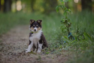 Sheltie Dog Yürüyüşe Çıktı: Serene Canine in Nature