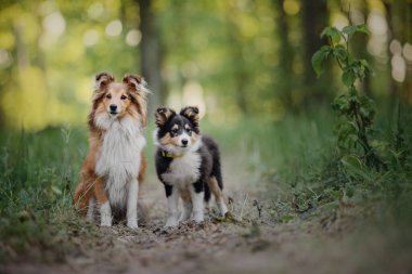 Sheltie Dog Yürüyüşe Çıktı: Serene Canine in Nature