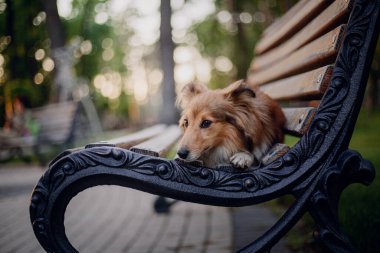 Sheltie Dog Yürüyüşe Çıktı: Serene Canine in Nature