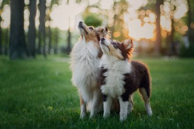 Sheltie Dog Yürüyüşe Çıktı: Serene Canine in Nature