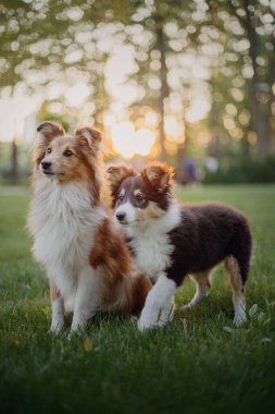 Sheltie Dog Yürüyüşe Çıktı: Serene Canine in Nature