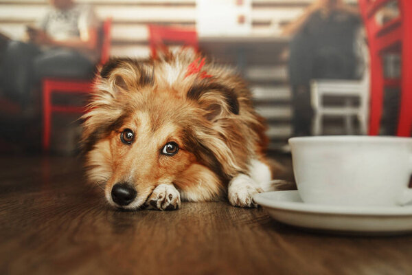 Shetland Sheepdog (Sheltie) dog in the kitchen, eagerly asking for food. A heartwarming home scene, cherishing life with a beloved pet.Shetland Sheepdog (Sheltie) dog in the kitchen, eagerly asking fo