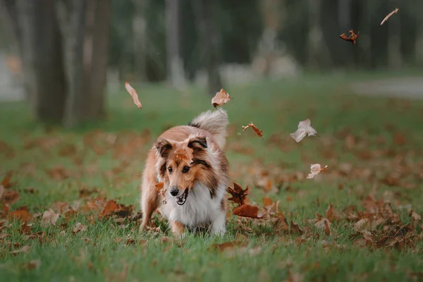 Шелті Собака Прогулянці Серединна Собака Природі — стокове фото