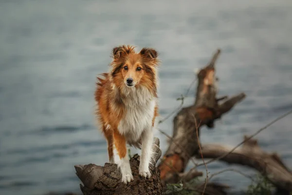 Sheltie Dog Yürüyüşe Çıktı Serene Canine Nature — Stok fotoğraf