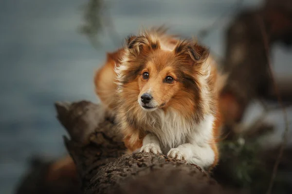Sheltie Dog Procházce Klidný Pes Přírodě — Stock fotografie