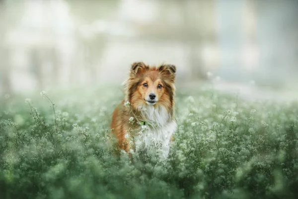 Sheltie Dog Paseo Sereno Canino Naturaleza —  Fotos de Stock