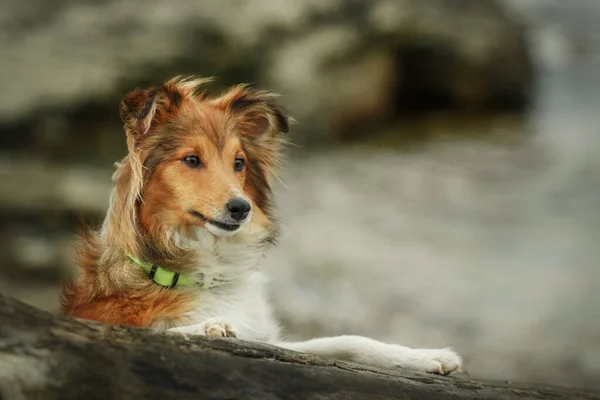 Sheltie Dog Yürüyüşe Çıktı Serene Canine Nature — Stok fotoğraf