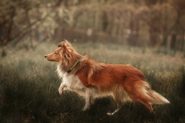 走着的雪莱犬 自然界中的宁静犬 — 图库照片