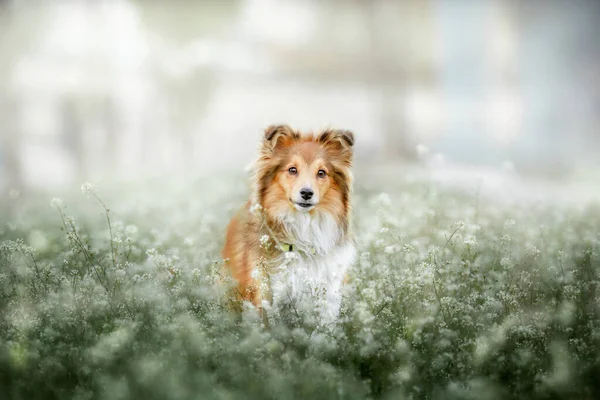 Sheltie Dog Paseo Sereno Canino Naturaleza —  Fotos de Stock