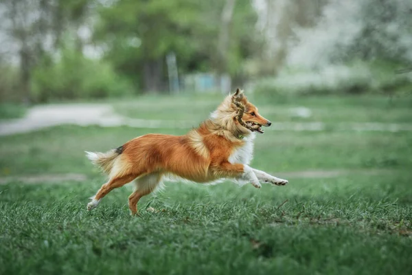 Sheltie Dog Paseo Sereno Canino Naturaleza — Foto de Stock
