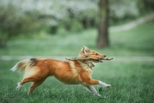 Sheltie Dog Promenade Canin Serein Dans Nature — Photo