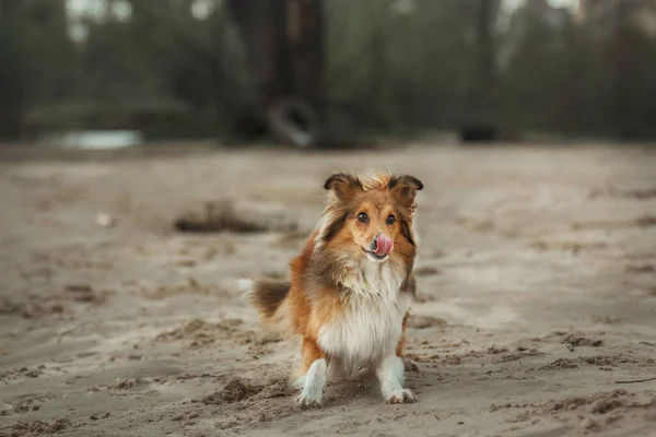Sheltie Dog Promenad Lugn Hund Naturen — Stockfoto