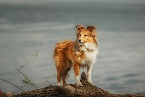 Sheltie Dog Walk Serene Canine Nature — стоковое фото